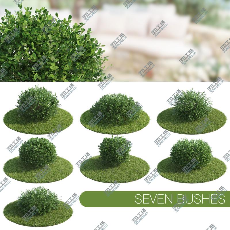 images/goods_img/202104093/Seven Bushes/1.jpg
